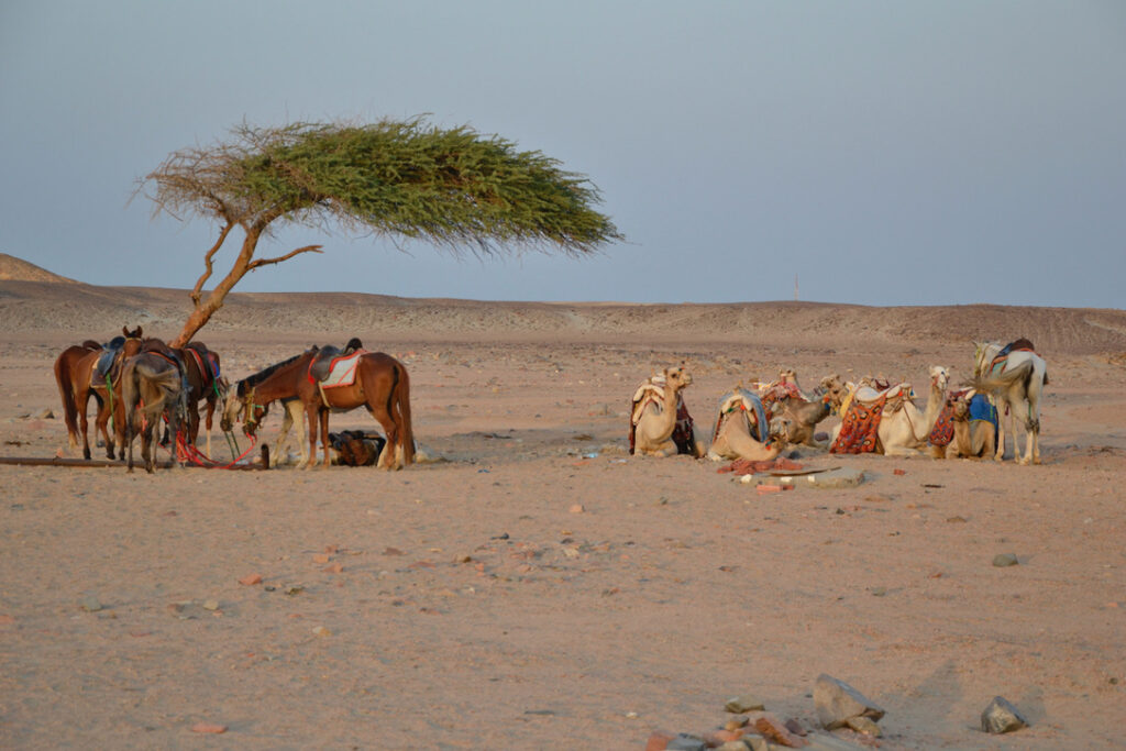 Deserto